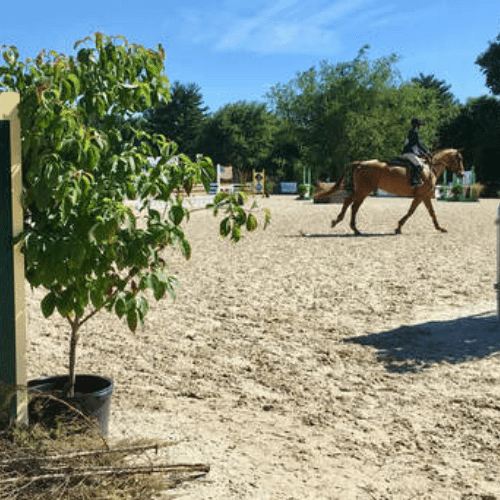 Ox Ridge Hunt Club | Pegasus Therapeutic Riding Center